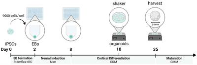 A simplified protocol for the generation of cortical brain organoids